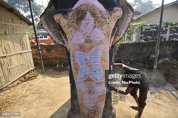 20yrs old, A mahout coloring using chalk on his 48yrs old elephant 'LUCKY KALI' before participating on the 13th Elephant Festival at Sauhara,...