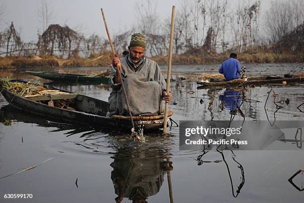 Kashmiri boatman plucking the lotus stem from Indian Administered Kashmirs famed water body- Anchaar Lake. The lake is the source of livelihood for...