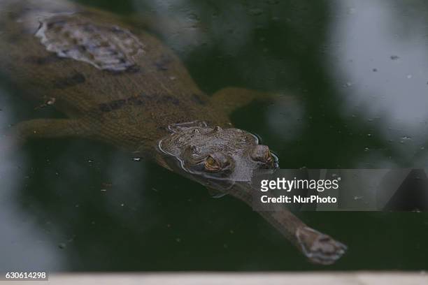 Baby gharial are seen at the gharial breeding center during the Jungle safari at Chitwan National Park in CHitwan some 154 kilometeer south from...