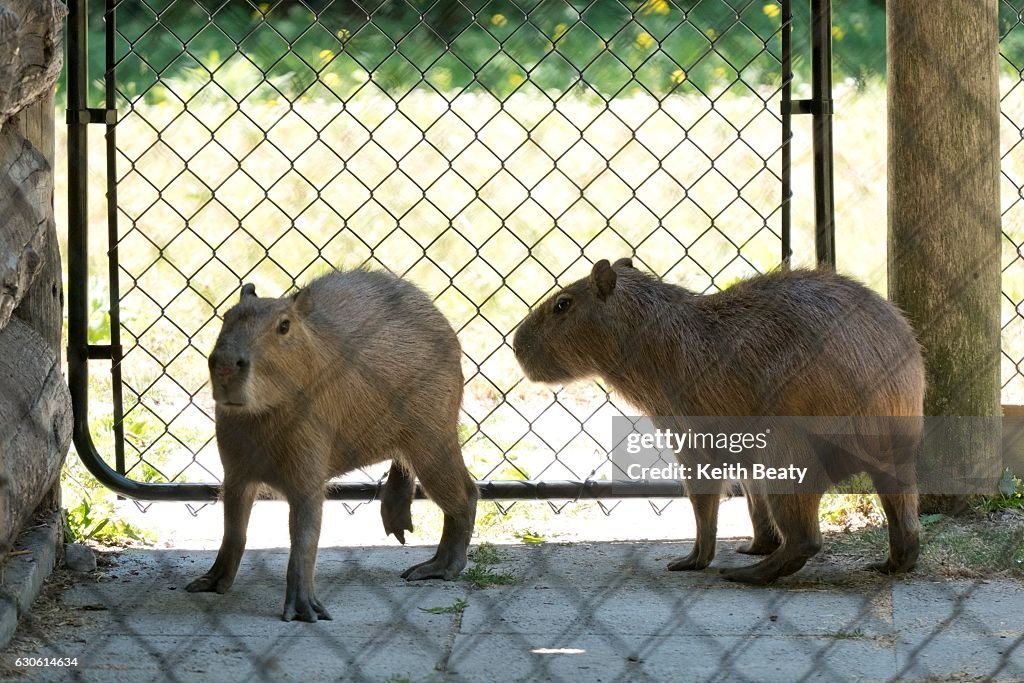 The lost capybaras return to their pen at the High Park Zoo.