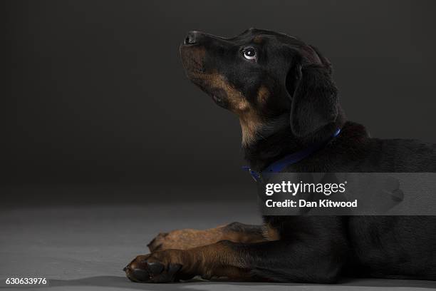 English Rottie English Rottweiler Photos and Premium High Res Pictures - Getty Images