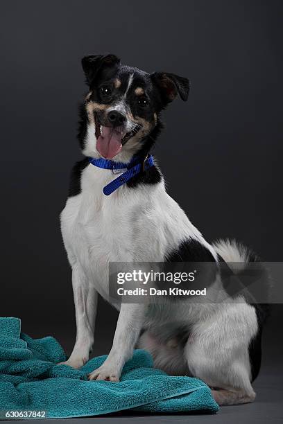 Jenson, a two-year-old Jack Russell Terrier, who is looking for a new home, sits for a portrait at Battersea Dogs and Cat's Home on December 28, 2016...