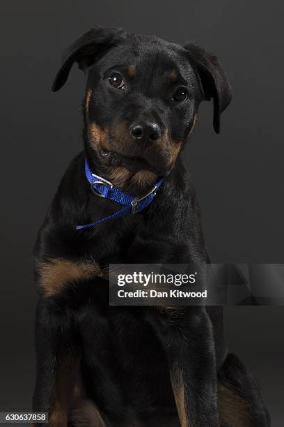 English Rottie 77 English Rottweiler Stock Photos, High-Res Pictures, and Images ...