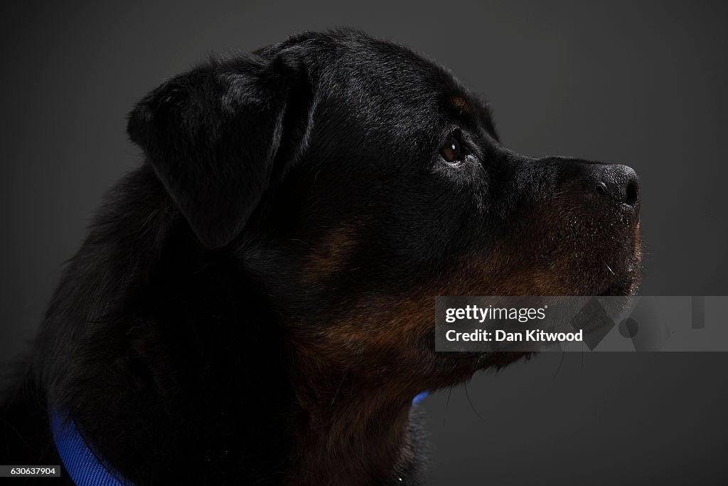 Portraits Of The Battersea Dogs Left Behind This Christmas