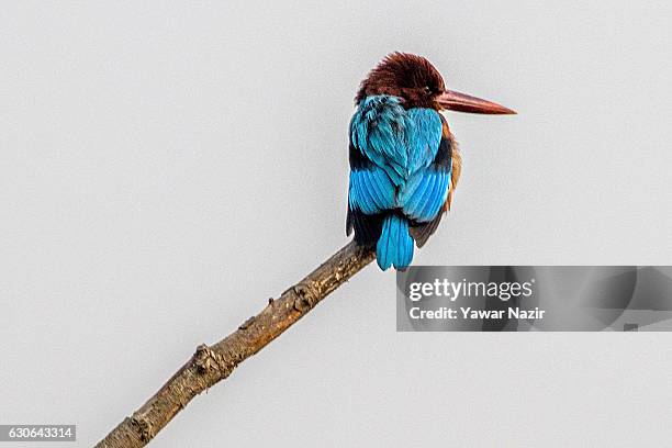 Kingfisher waits for the right moment to take the fish at the Anchar lake on December 29, 2016 in Srinagar, the summer capital of Indian administered...