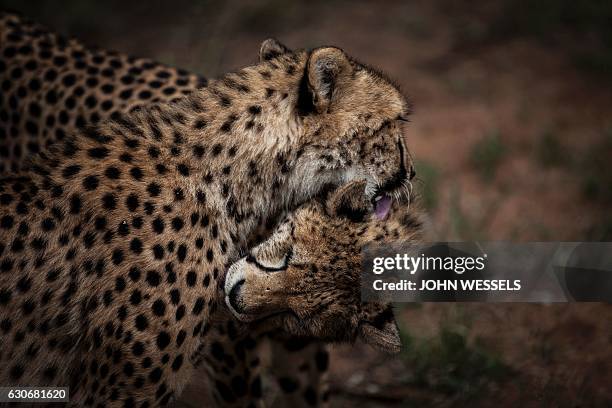 Two Juvenile male cheetahs are seen grooming each other inside a closed camp at the Ann van Dyk Cheetah Centre on December 30, 2016 in Hartbeespoort,...