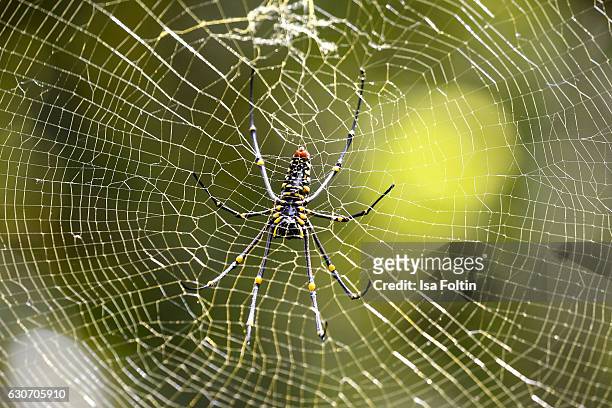The ventral side of a big spider near the Gitgit Waterfalls on December 29, 2016 in Sukasada, Bali, Indonesia.