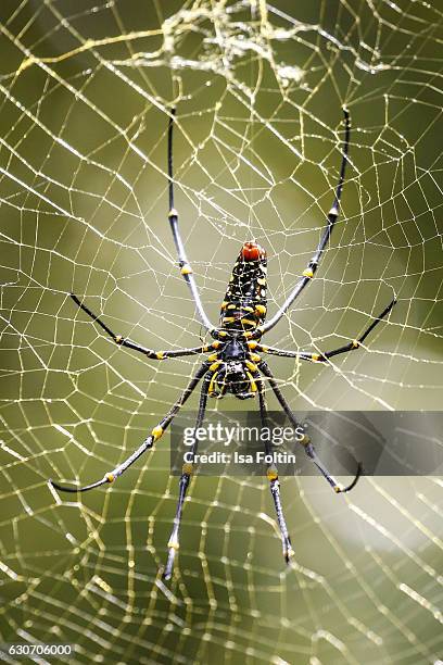 The ventral side of a big spider near the Gitgit Waterfalls on December 29, 2016 in Sukasada, Bali, Indonesia.