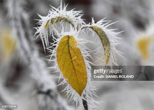 Frozen apple tree leaves are pictured on a cold and foggy day in Gaiberg near Heidelberg, Germany, on December 31, 2016.