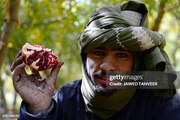 259 Afghanistan Pomegranates Stock Photos, HighRes Pictures, and