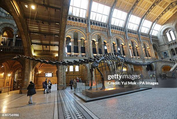 The replica model of Dippy the Diplodocus on display in Hintze Hall at the Natural History Museum, London, ahead of his nationwide tour as work...