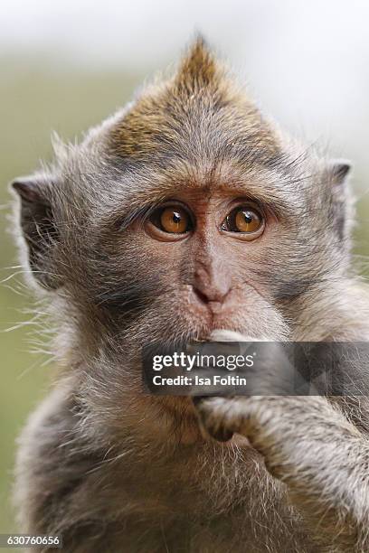 Java Monkey Baby 315 Java Macaque Monkey Stock Photos, High-Res Pictures, and Images ...