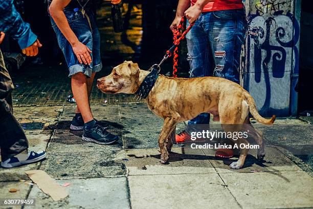 pit bull with spiked collar pulling on leash - strong pitbull stock pictures, royalty-free photos & images