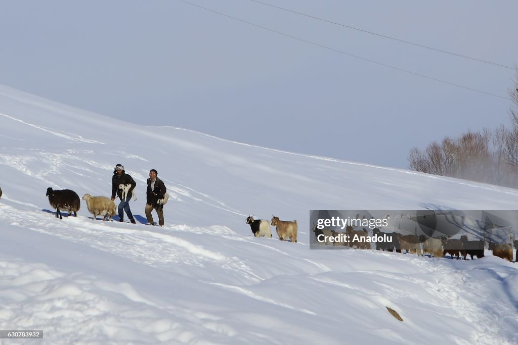 Herding in winter in Turkey's Mus