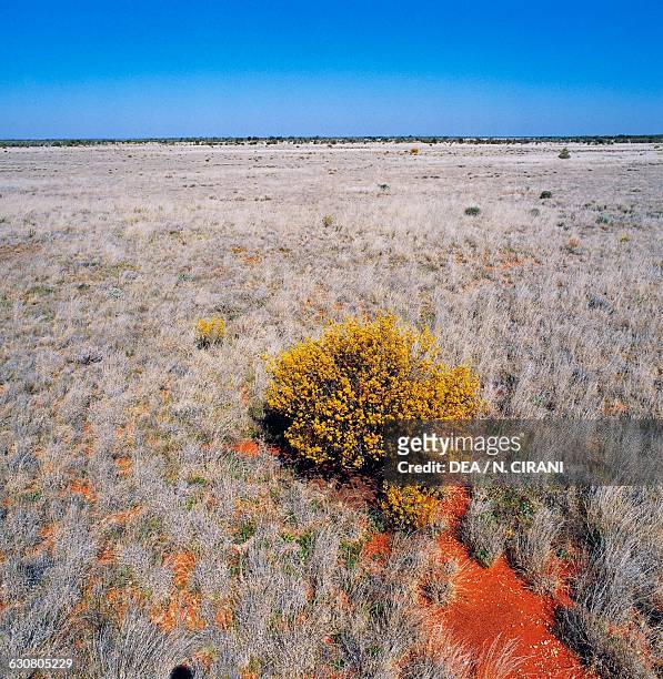 Flowering vegetation in the desert, Simpson desert, Australia.