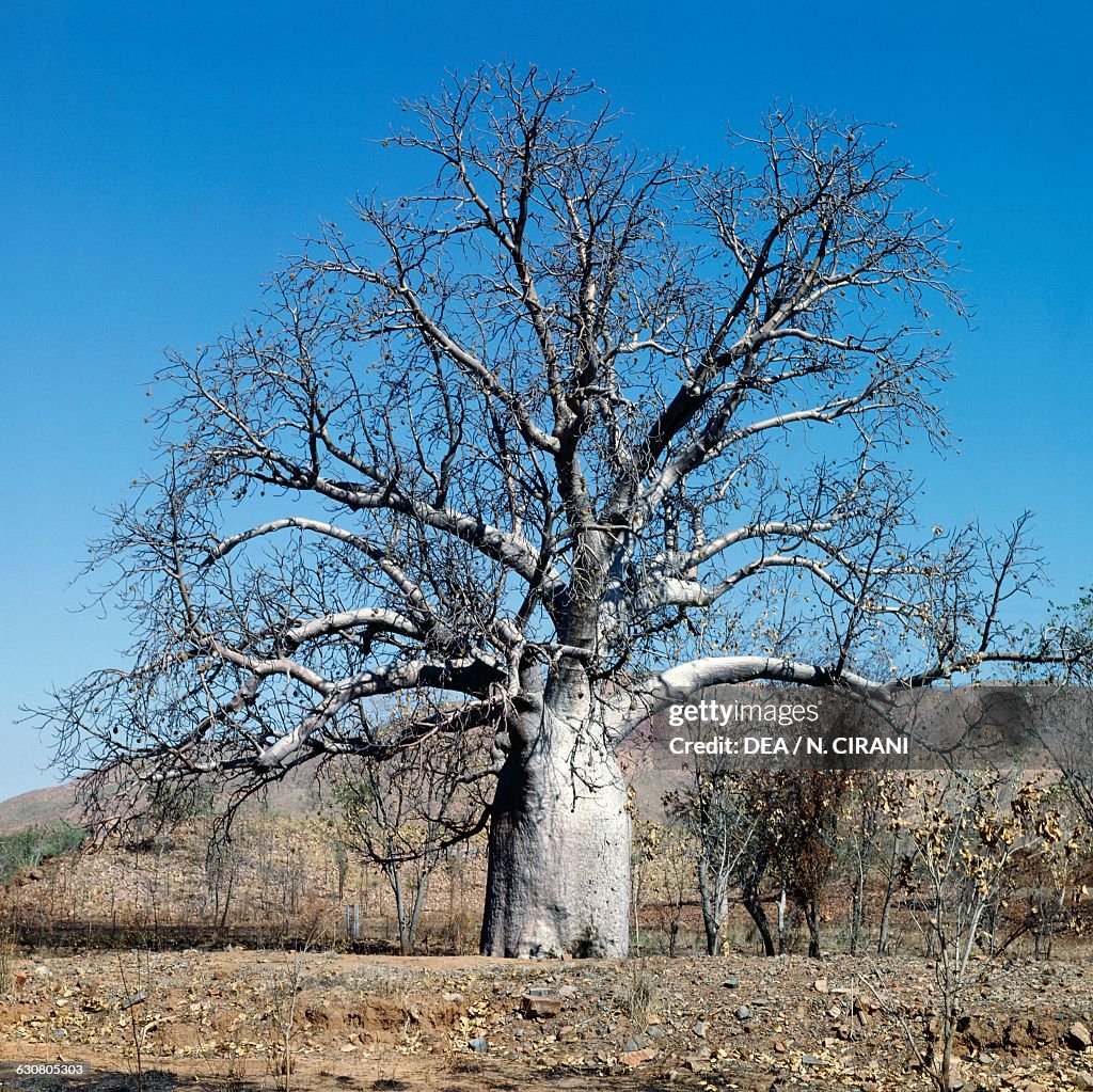 Boab Tree Roots Dried boab tree, Kimberley, Western Australia, Australia. News Photo ...