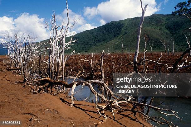 Dry trees, landscape around Yate, New Caledonia, Overseas territory of the French Republic.