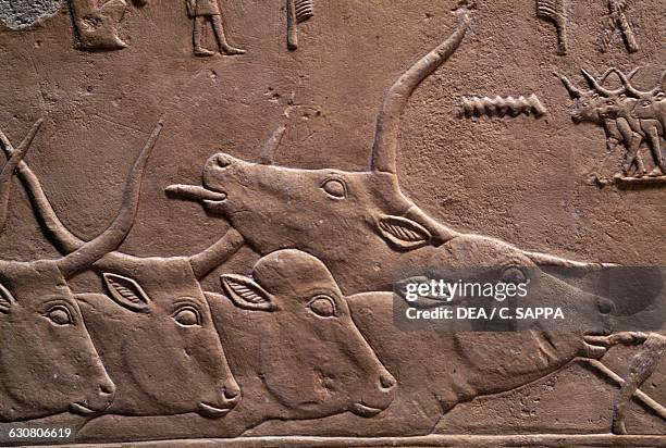 Bas-relief depicting cows and oxen, Mastaba of Kagemni, 2340 BC, Necropolis of Saqqara, Memphis , Egypt. Egyptian civilisation, Old Kingdom, Dynasty...