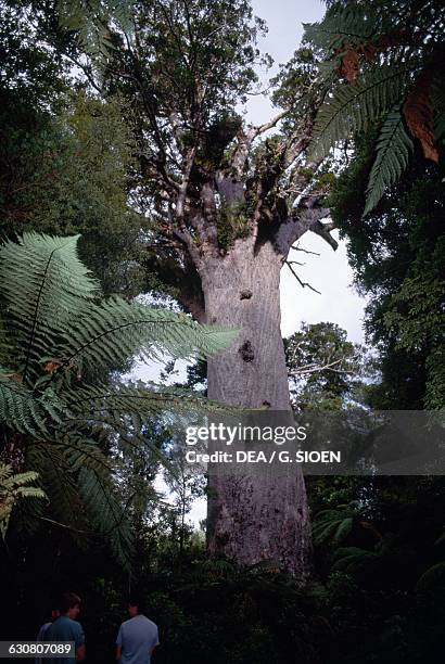 Kauri , Tane Mahuta, king of the Forest, gigantic specimen in Waipoua kauri Forest, North island, New Zealand.