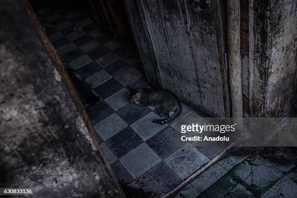 Cat sleeps at the entrance of one of the squatted apartments during a protest at the Borei Keila site in Phnom Penh, Cambodia on January 3, 2017....