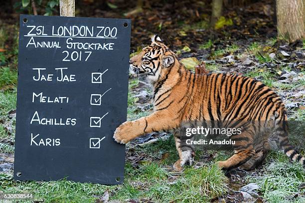 802 Tiger Paw Photos and Premium High Res Pictures - Getty Images 802 Tiger Paw Photos and Premium High Res Pictures - Getty Images