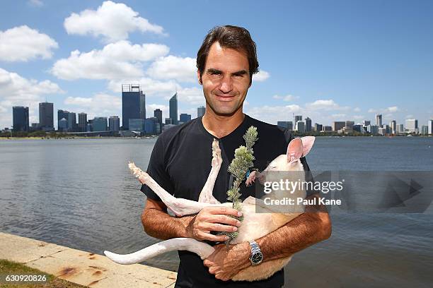 Roger Federer of Switzerland holds Casper, the kangaroo joey at the South Perth foreshore on December 30, 2016 in Perth, Australia.