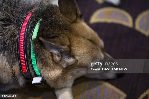 Dog wears an illuminated Smart Dog Collar by Jagger and Lewis during the 2017 Consumer Electronics Show in Las Vegas, Nevada on January 3, 2017. /...