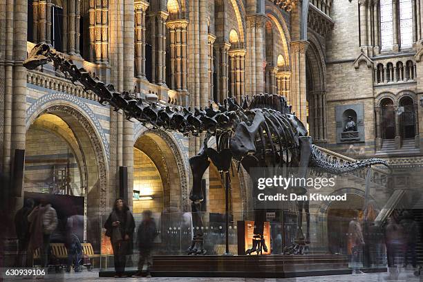 Members of the public walk walk around 'Dippy' the Diplodocus at Natural History Museum on January 4, 2017 in London, England. The 70ft long...