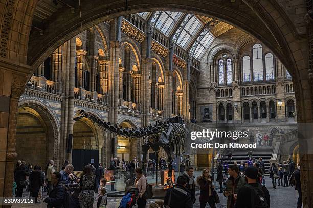 Members of the public walk walk around 'Dippy' the Diplodocus at Natural History Museum on January 4, 2017 in London, England. The 70ft long...