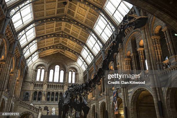 Dippy' the Diplodocus stands in the great hall at Natural History Museum on January 4, 2017 in London, England. The 70ft long plaster-cast sauropod...