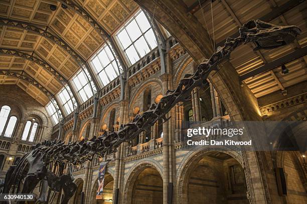 Dippy' the Diplodocus stands in the great hall at Natural History Museum on January 4, 2017 in London, England. The 70ft long plaster-cast sauropod...