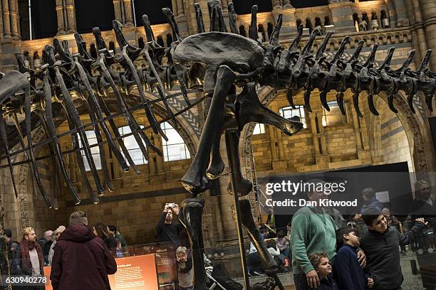 Members of the public walk around 'Dippy' the Diplodocus at Natural History Museum on January 4, 2017 in London, England. The 70ft long plaster-cast...