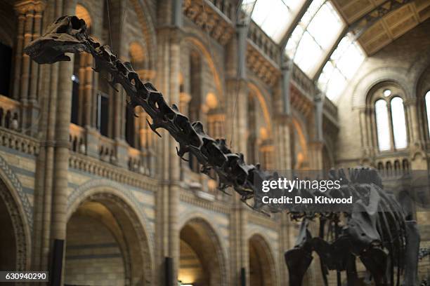 Dippy' the Diplodocus stands in the great hall at Natural History Museum on January 4, 2017 in London, England. The 70ft long plaster-cast sauropod...
