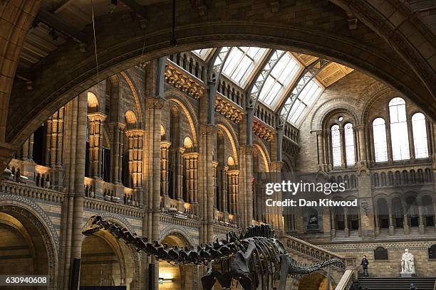 Dippy' the Diplodocus stands in the great hall at Natural History Museum on January 4, 2017 in London, England. The 70ft long plaster-cast sauropod...