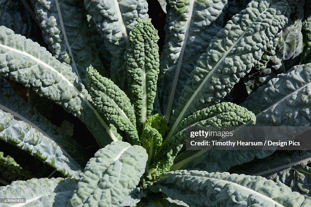 Close up view of a single mature Dragon Kale plant in a garden at Maui Tropical Plantation