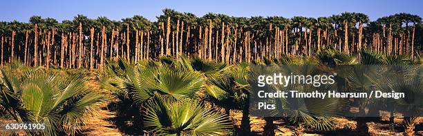 young, small california fan palms in the foreground with mature tall ones beyond on a tree farm in the coachella valley - california fan palm tree stock pictures, royalty-free photos & images