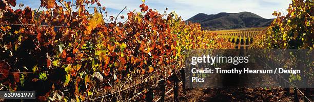 autumn view between rows of grapevines in santa ynez valley with more rows on a rolling hillside and mountains beyond - サンタイネス ストックフォトと画像