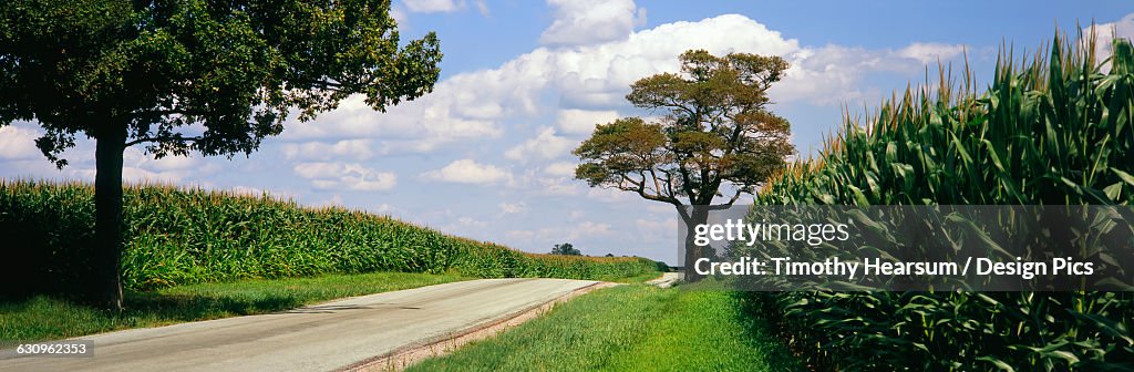 A country road runs between two field of maturing, tasseled corn, near Xenia