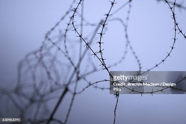 coils of barbed wire, focus on the sharp and pointed foreground length of wire and barbs - brechin maclean stock pictures, royalty-free photos & images