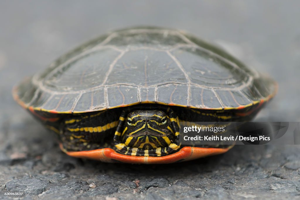 Turtle Hide Shell Turtle Hiding In Its Shell High-Res Stock Photo - Getty Images