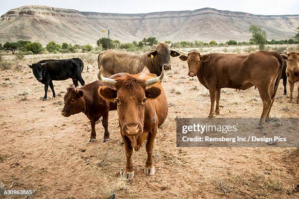 beef cattle in a field - middelgrote groep dieren stockfoto's en -beelden