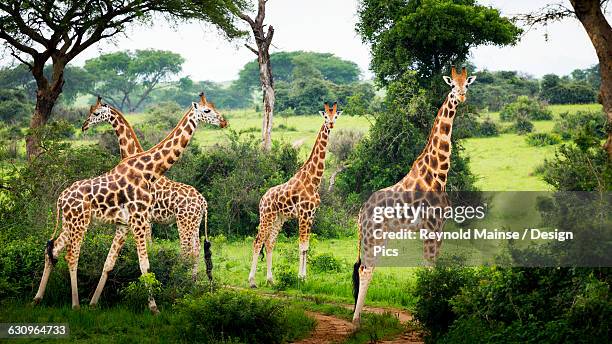 giraffes (giraffa camelopardalis), murchison falls national park - murchison falls national park stock pictures, royalty-free photos & images