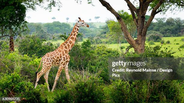 giraffe (giraffa camelopardalis), murchison falls national park - murchison falls national park stock pictures, royalty-free photos & images