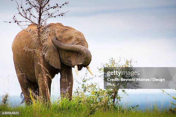 Emmbarest Animals Embarrassed Animal Photos and Premium High Res Pictures - Getty Images