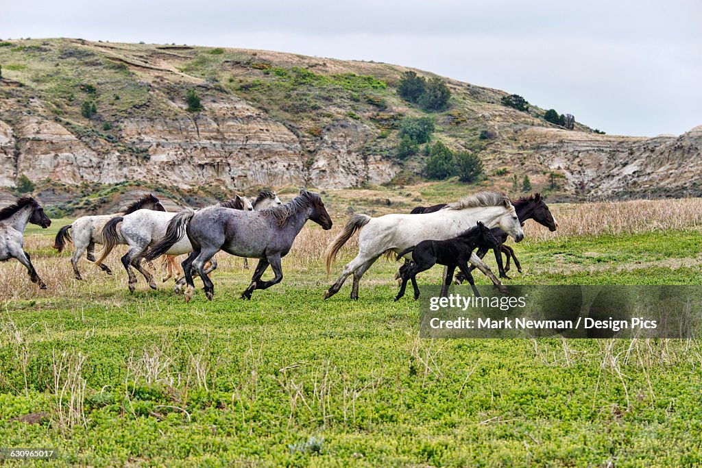 Wild horses, Theodore Roosevelt National Park