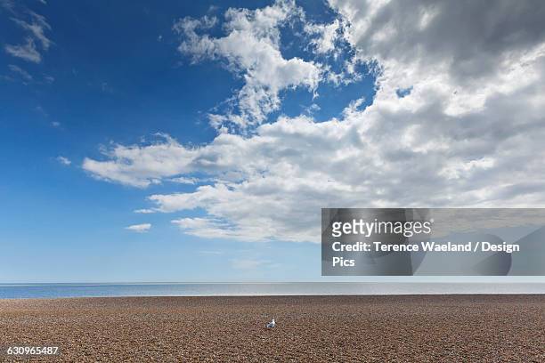 lone bird on an empty beach with blue sky and cloud over the ocean - terence waeland stock-fotos und bilder