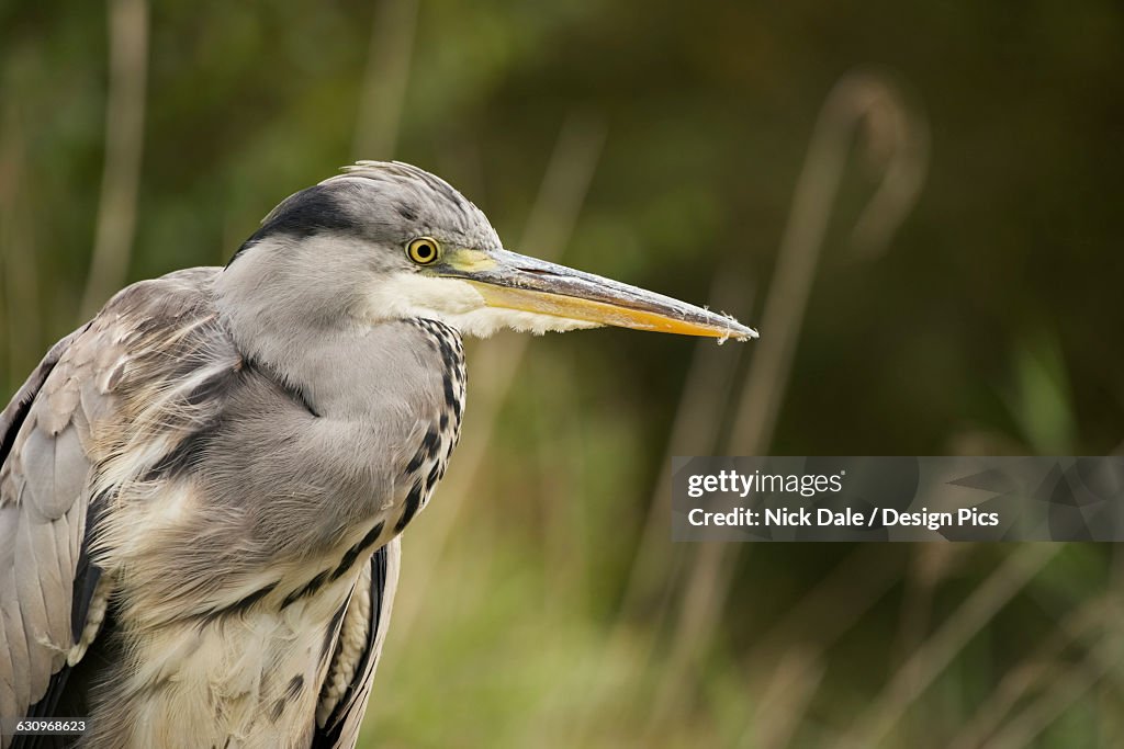 Bird With Long Beak And Grey Feathers High-Res Stock Photo Getty