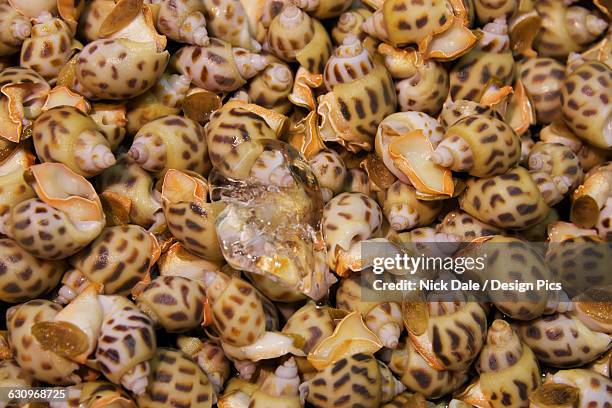 ice cube in tray of spotted whelks (cominella maculosa) - ice cube tray stock pictures, royalty-free photos & images