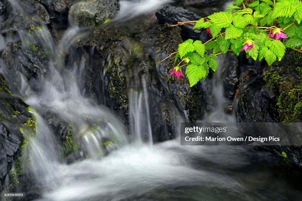 A sprig of Salmonberry flowers and leaves drape over waterfall, Kodiak, Alaska