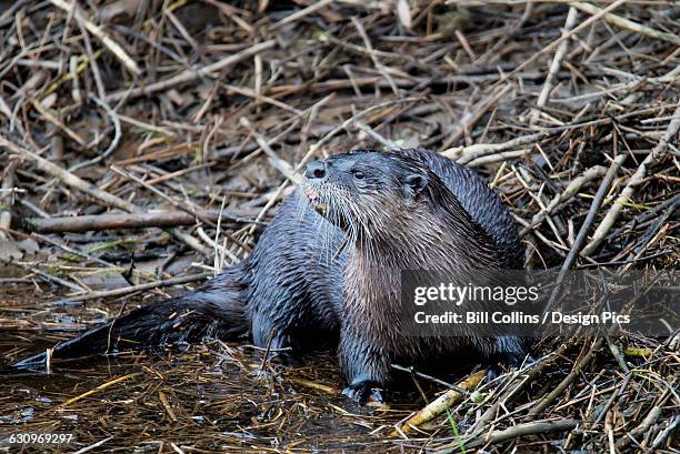 a north american river otter (lontra canadensis) on the lookout for food - lontra stock pictures, royalty-free photos & images